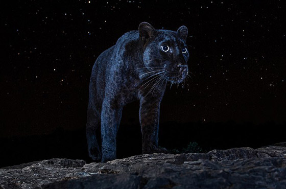 صور مذهلة لنمر أسود نادر في الظلام تحظى بانتشار واسع! صورة رقم 1