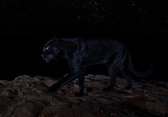 صور مذهلة لنمر أسود نادر في الظلام تحظى بانتشار واسع! صورة رقم 4