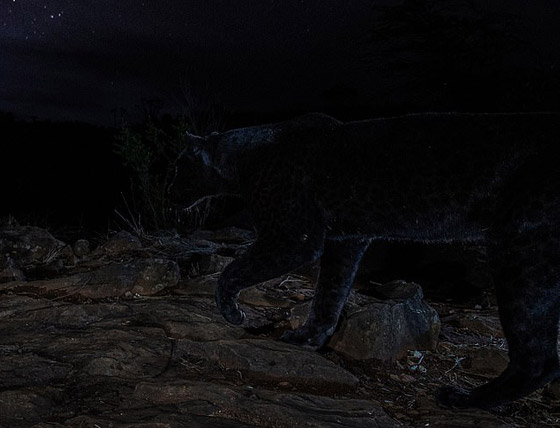صور مذهلة لنمر أسود نادر في الظلام تحظى بانتشار واسع! صورة رقم 5