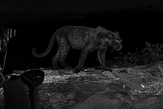 صور مذهلة لنمر أسود نادر في الظلام تحظى بانتشار واسع! صورة رقم 6