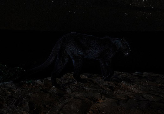 صور مذهلة لنمر أسود نادر في الظلام تحظى بانتشار واسع! صورة رقم 7