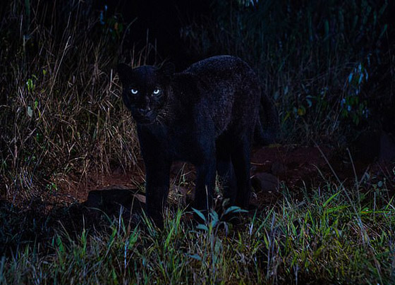 صور مذهلة لنمر أسود نادر في الظلام تحظى بانتشار واسع! صورة رقم 8