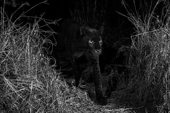 صور مذهلة لنمر أسود نادر في الظلام تحظى بانتشار واسع! صورة رقم 9
