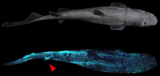 بالفيديو والصور: اكتشاف أكبر حيوان متوهج عملاق في شفق المحيط صورة رقم 3