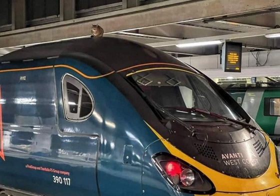 قطة عنيدة تعطل رحلة قطار سريع في لندن وعمال المحطة فشلوا بإبعادها صورة رقم 1