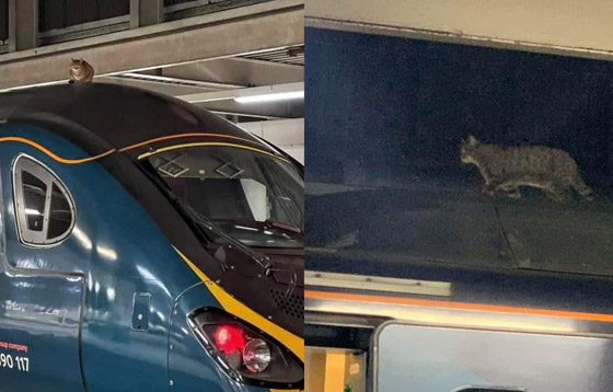 قطة عنيدة تعطل رحلة قطار سريع في لندن وعمال المحطة فشلوا بإبعادها صورة رقم 6
