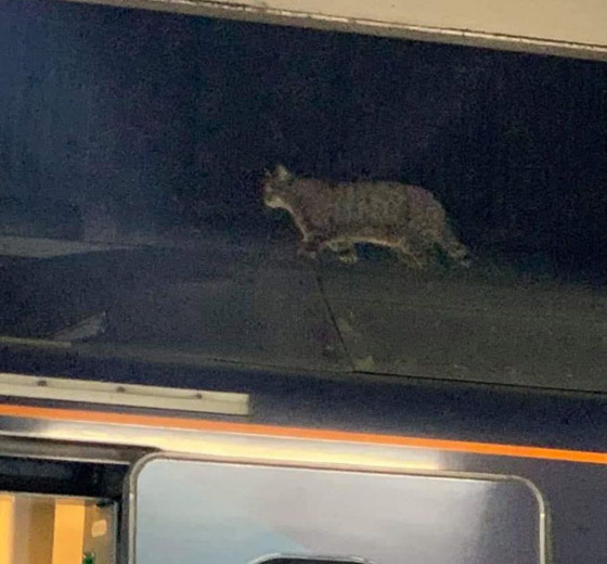 قطة عنيدة تعطل رحلة قطار سريع في لندن وعمال المحطة فشلوا بإبعادها صورة رقم 3