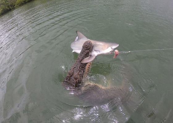 فيديو مدهش: تمساح يهاجم قرش ويصطاده بعناد من صنارة الصيد! صورة رقم 2