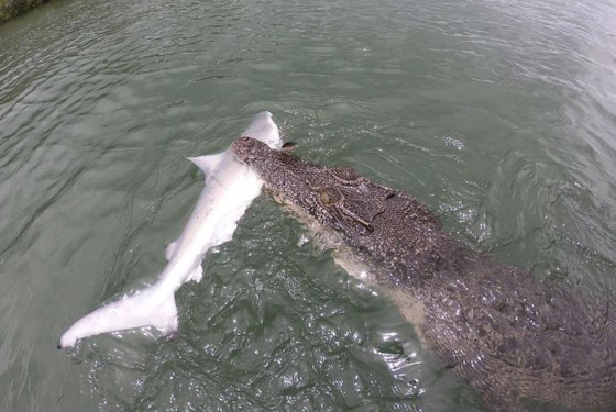 فيديو مدهش: تمساح يهاجم قرش ويصطاده بعناد من صنارة الصيد! صورة رقم 3