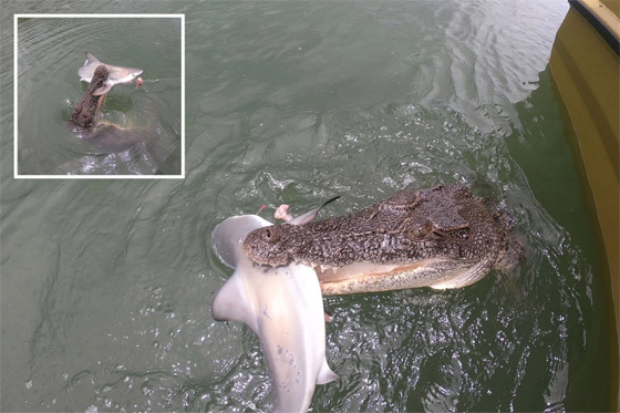 فيديو مدهش: تمساح يهاجم قرش ويصطاده بعناد من صنارة الصيد! صورة رقم 1