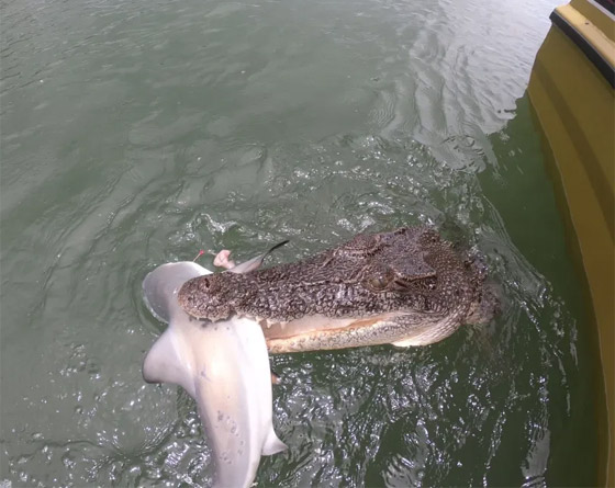 فيديو مدهش: تمساح يهاجم قرش ويصطاده بعناد من صنارة الصيد! صورة رقم 5