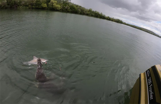 فيديو مدهش: تمساح يهاجم قرش ويصطاده بعناد من صنارة الصيد! صورة رقم 6