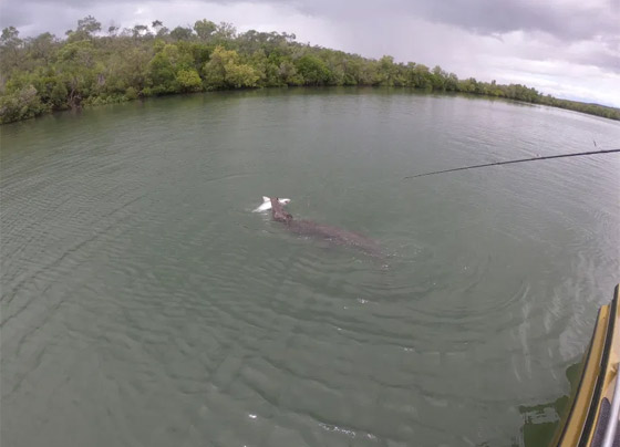 فيديو مدهش: تمساح يهاجم قرش ويصطاده بعناد من صنارة الصيد! صورة رقم 7