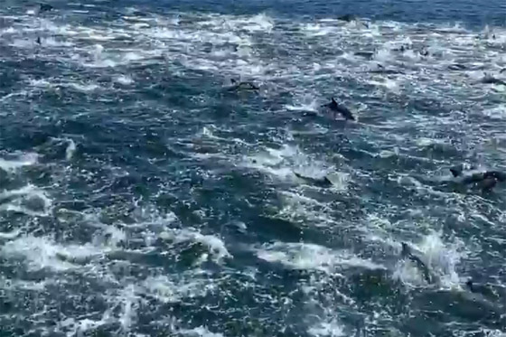 فيديو لمشهد جميل ونادر.. 1000 دلفين تتدافع بجوار قارب سياحي! صورة رقم 1