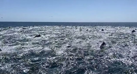 فيديو لمشهد جميل ونادر.. 1000 دلفين تتدافع بجوار قارب سياحي! صورة رقم 2