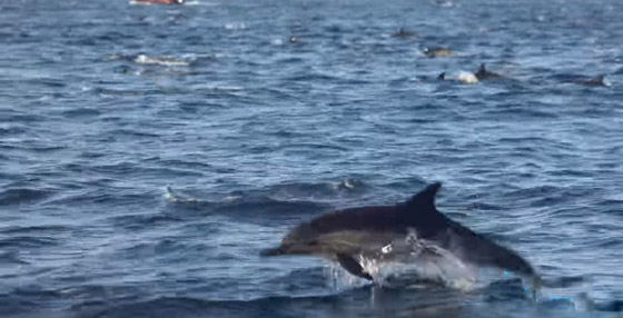 فيديو لمشهد جميل ونادر.. 1000 دلفين تتدافع بجوار قارب سياحي! صورة رقم 3