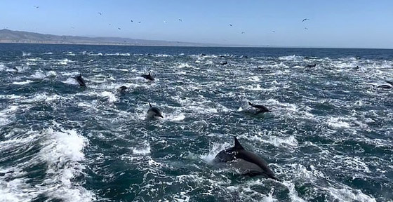 فيديو لمشهد جميل ونادر.. 1000 دلفين تتدافع بجوار قارب سياحي! صورة رقم 4