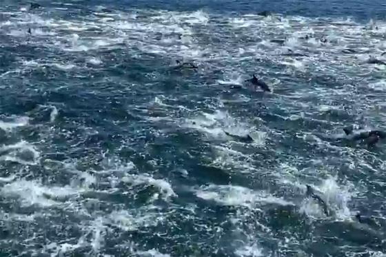 فيديو لمشهد جميل ونادر.. 1000 دلفين تتدافع بجوار قارب سياحي! صورة رقم 5