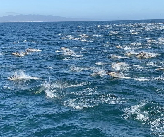 فيديو لمشهد جميل ونادر.. 1000 دلفين تتدافع بجوار قارب سياحي! صورة رقم 6