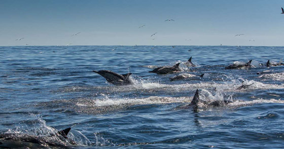 فيديو لمشهد جميل ونادر.. 1000 دلفين تتدافع بجوار قارب سياحي! صورة رقم 7
