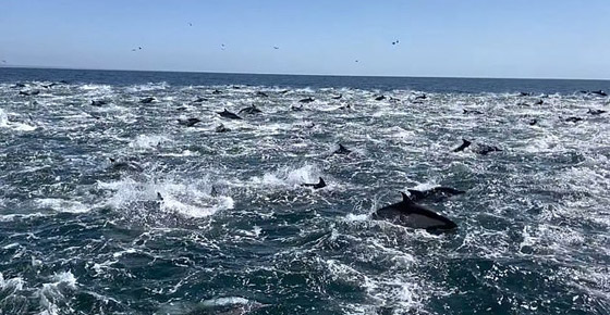 فيديو لمشهد جميل ونادر.. 1000 دلفين تتدافع بجوار قارب سياحي! صورة رقم 8