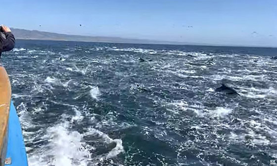 فيديو لمشهد جميل ونادر.. 1000 دلفين تتدافع بجوار قارب سياحي! صورة رقم 9