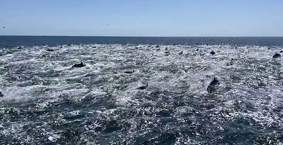 فيديو لمشهد جميل ونادر.. 1000 دلفين تتدافع بجوار قارب سياحي! صورة رقم 10