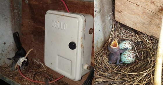قرية هندية تعيش 45 يوما بالظلام لإنقاذ طائر عشعش بصندوق الكهرباء! صورة رقم 1