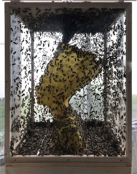 فنان يستخدم 60 ألف نحلة لصنع منحوتة ساحرة للملكة المصرية نفرتيتي صورة رقم 3