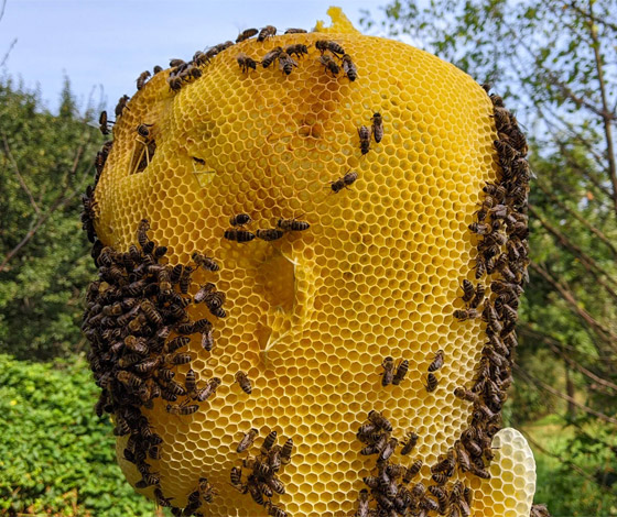 فنان يستخدم 60 ألف نحلة لصنع منحوتة ساحرة للملكة المصرية نفرتيتي صورة رقم 12
