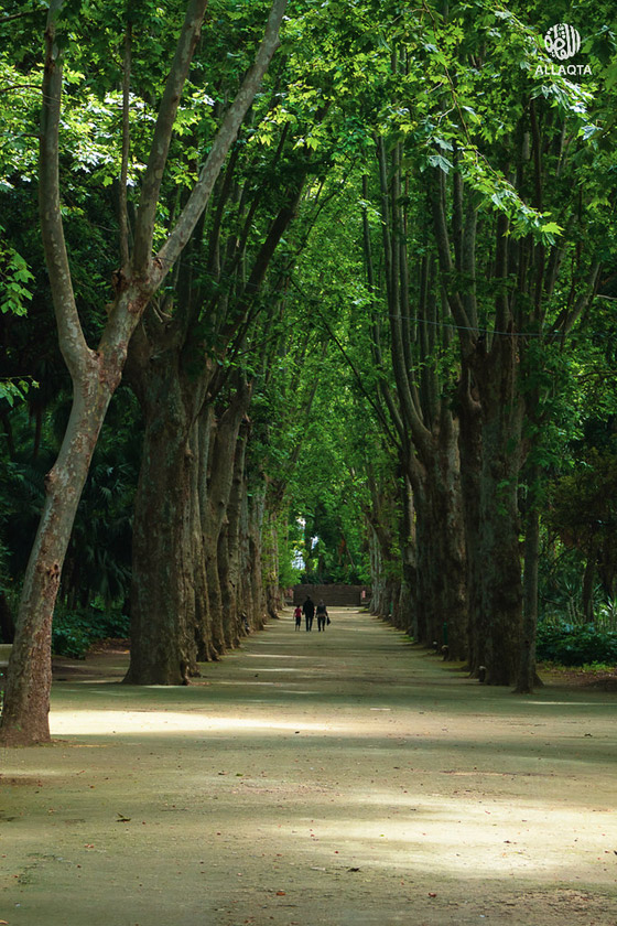 حديقة التجارب.. صوِّرت فيها أول نسخة لفيلم “طرزان” وجُلبت لها الأشجار من كل أنحاء العالم”  صورة رقم 5