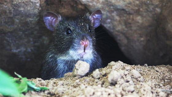 اكتشاف ثلاثة أنواع جديدة من فئران عملاقة جابت الأرض منذ عشرات آلاف السنين! صورة رقم 5