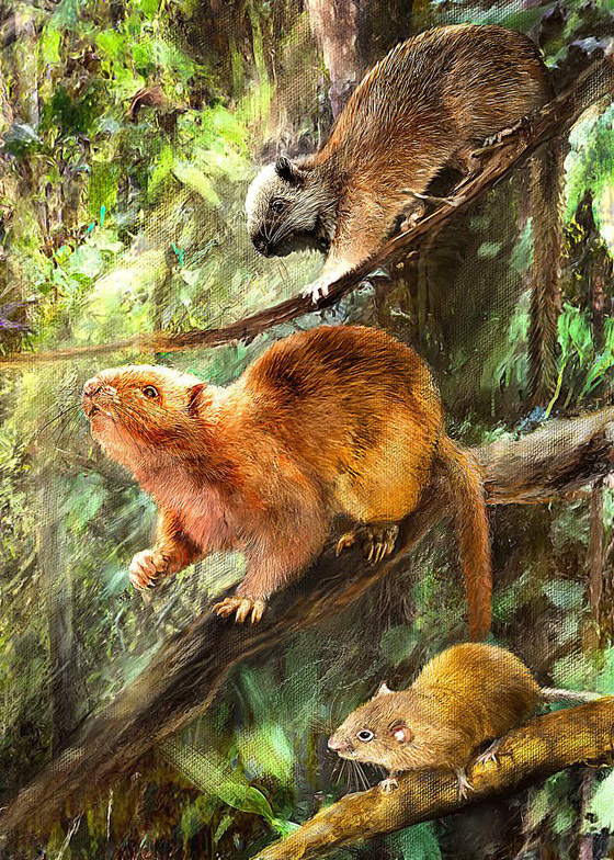 اكتشاف ثلاثة أنواع جديدة من فئران عملاقة جابت الأرض منذ عشرات آلاف السنين! صورة رقم 1