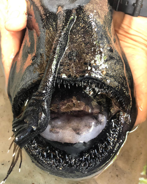 العثور على سمكة (الشيطان الأسود) الغريبة على شاطئ في كاليفورنيا صورة رقم 4