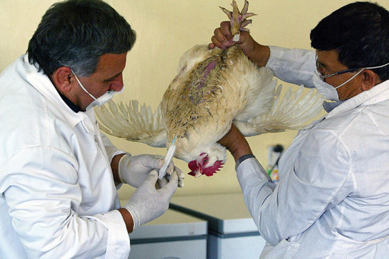 بعد كورونا والفطر الأسود.. إنفلونزا الطيور يتفشى في العراق صورة رقم 2