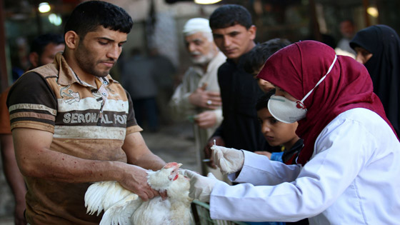 بعد كورونا والفطر الأسود.. إنفلونزا الطيور يتفشى في العراق صورة رقم 1