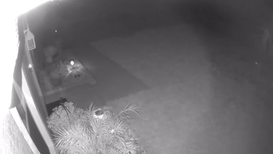 فيديو غريب: كاميرا المراقبة تصور كائن غامض يشبه الديناصور يركض ليلا خلف منزل بفلوريدا صورة رقم 3