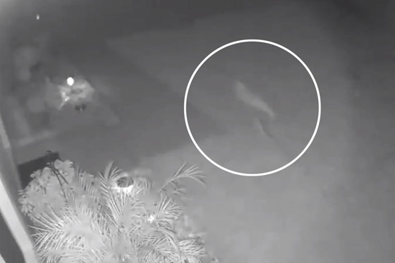 فيديو غريب: كاميرا المراقبة تصور كائن غامض يشبه الديناصور يركض ليلا خلف منزل بفلوريدا صورة رقم 1