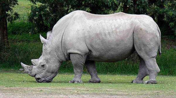 وحيد القرن كاكاريكو.. وحيوانات ترشحت لمناصب سياسية عبر التاريخ صورة رقم 4
