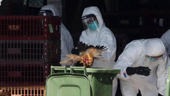 الصين تعلن تسجيل إصابة بشرية بإنفلونزا الطيور صورة رقم 2