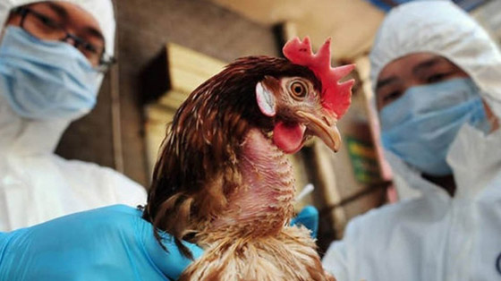 الصين تعلن تسجيل إصابة بشرية بإنفلونزا الطيور صورة رقم 1