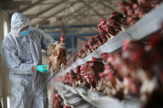 الصين تعلن تسجيل إصابة بشرية بإنفلونزا الطيور صورة رقم 3