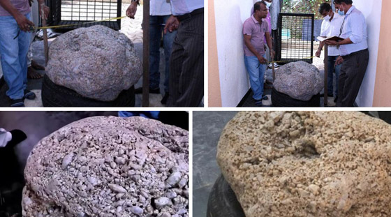 العثور على أكبر حجر ياقوت أزرق في العالم قيمته 100 مليون دولار صورة رقم 3