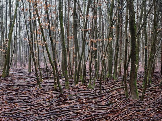 كأنها تسونامي يضرب الغابة.. ما حكاية هذه الموجات في الغابة في ألمانيا؟ صورة رقم 9