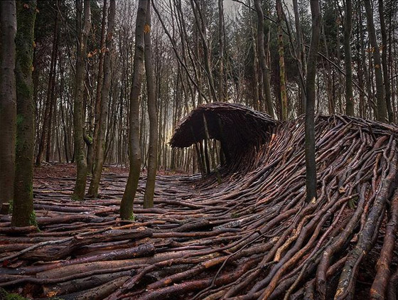 كأنها تسونامي يضرب الغابة.. ما حكاية هذه الموجات في الغابة في ألمانيا؟ صورة رقم 11