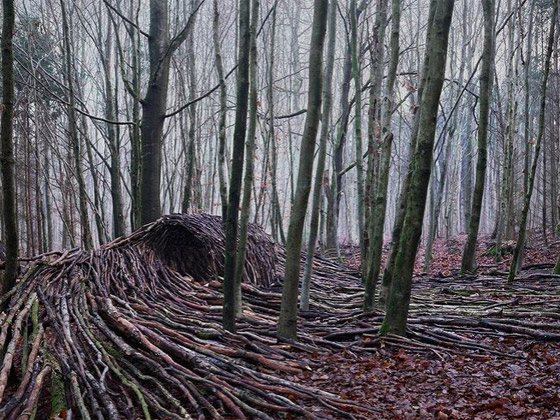كأنها تسونامي يضرب الغابة.. ما حكاية هذه الموجات في الغابة في ألمانيا؟ صورة رقم 12