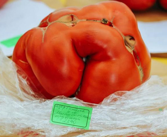 روسيا تسجل أكبر حبة طماطم بوزن 2.2 كيلو غرام.. صور صورة رقم 1