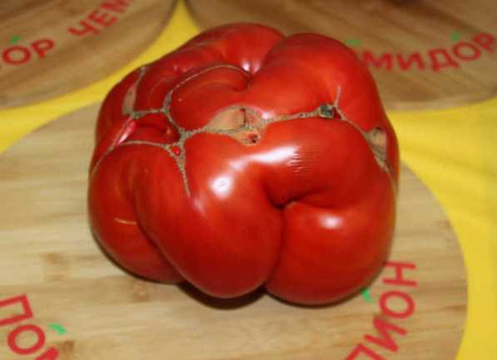 روسيا تسجل أكبر حبة طماطم بوزن 2.2 كيلو غرام.. صور صورة رقم 2