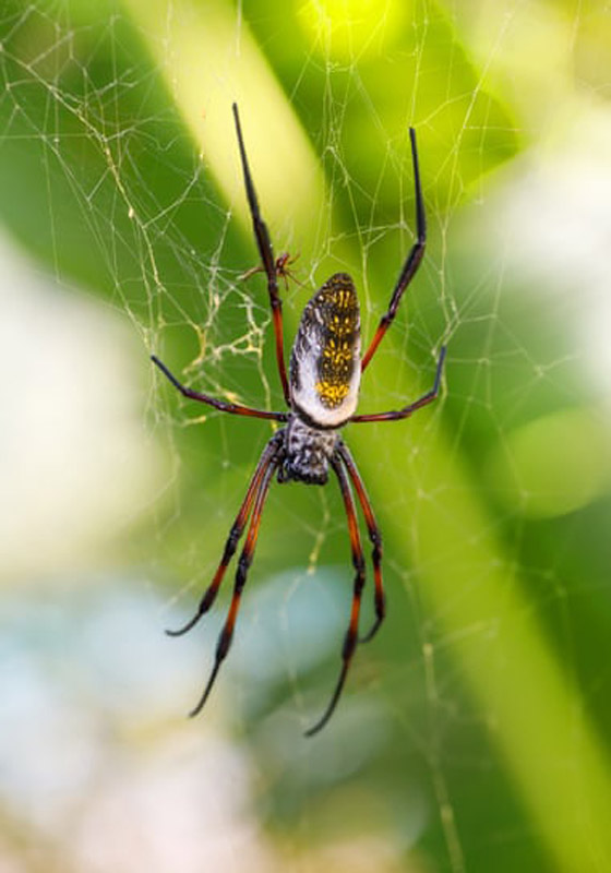 معرض نادر لأقمشة حرير العنكبوت بلندن: استغرق 8 سنوات ومليوني عنكبوت صورة رقم 3