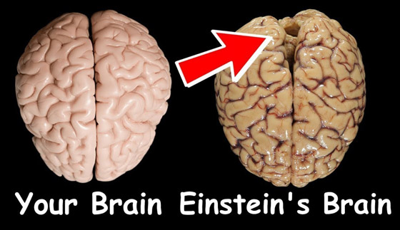 هل دماغه مختلف فعلا؟ قصة سرقة دماغ أينشتاين واللعنة التي أصابت سارقه صورة رقم 6